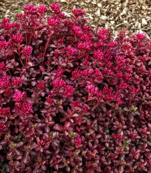 Sedum spurium 'Coccineum'